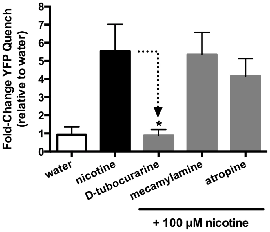 SmACC-1 is selectively antagonized by D-tubocurarine in transfected HEK-293 cells.