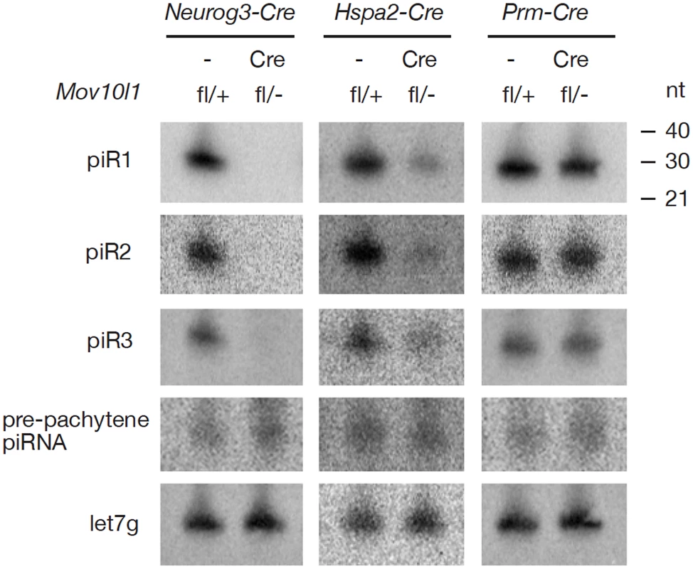 Northern blot analysis of individual pachytene piRNAs in conditional <i>Mov10l1</i> mutant testes.