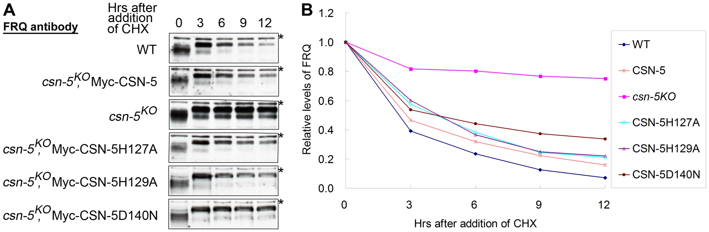 Mutations in the JAMM motif of CSN-5 partially restore SCF-mediated FRQ degradation in the <i>csn-5<sup>KO</sup></i> strain.