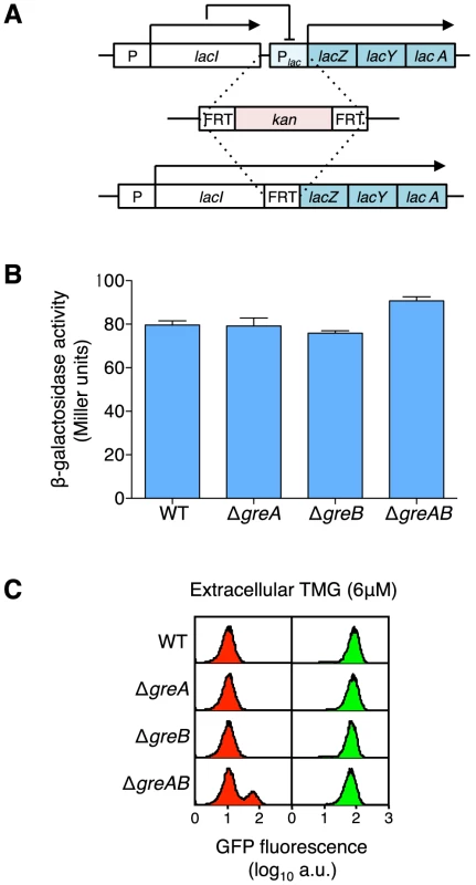 Creation of a <i>lacIZYA</i> operon fusion to assess the levels of gene expression from the <i>lacI</i> gene promoter.