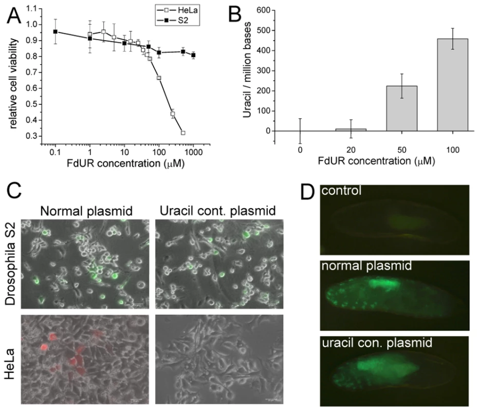 Tolerance and stability of uracil-containing DNA in <i>D. melanogaster</i>.
