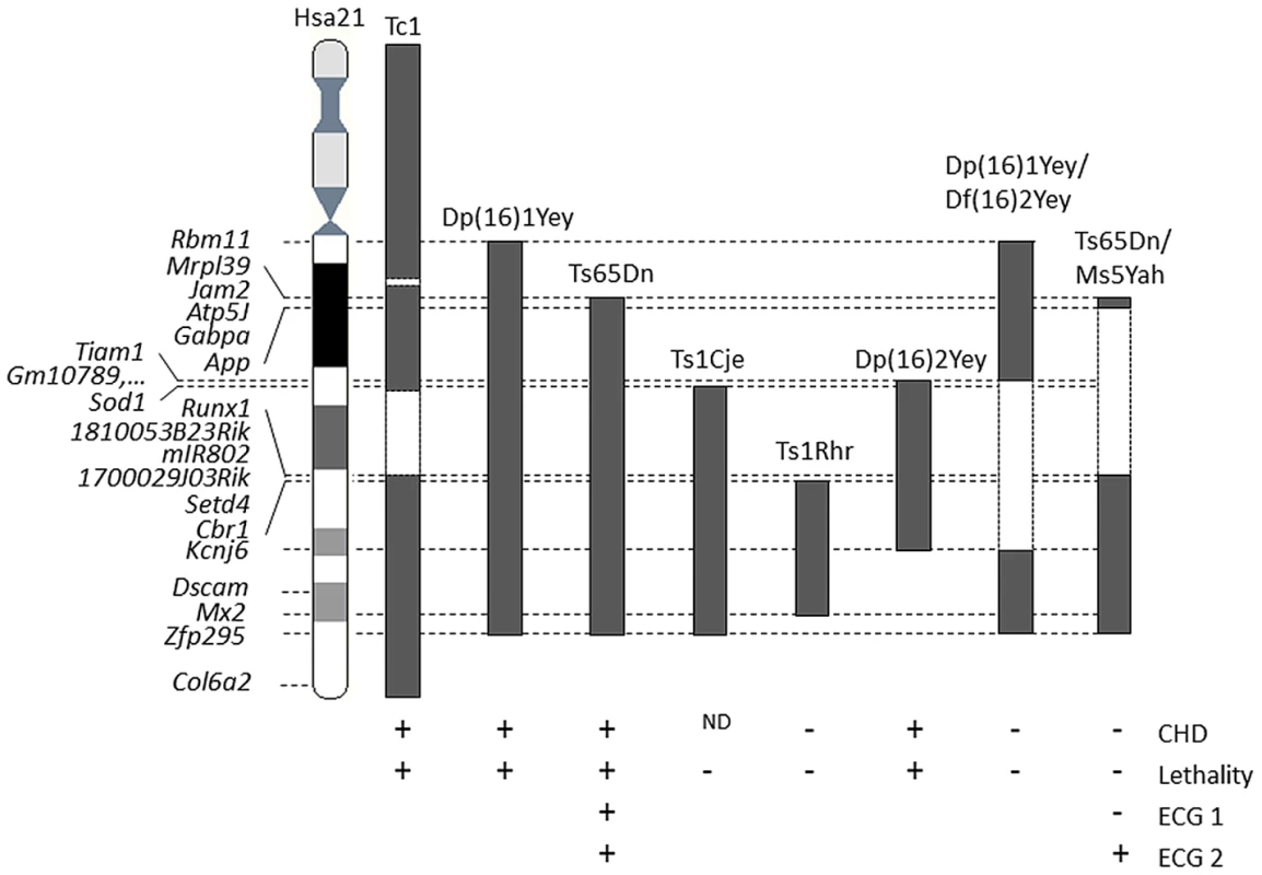 Representation of the DS mouse models displaying lethality and cardiac features.