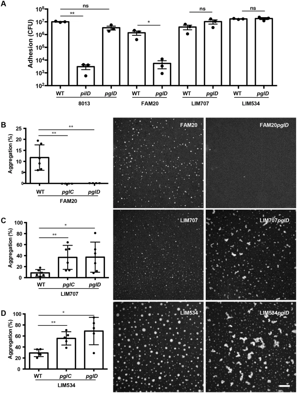 Functional consequences of absence of glycosylation in class II strains.