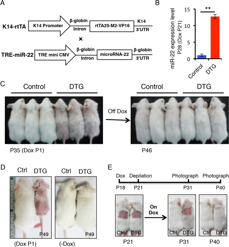 <i>miR-22</i> overexpression results in hair loss.