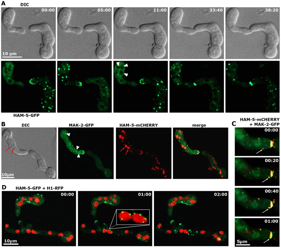 HAM-5 and MAK-2 dynamically co-localize in communicating germlings.