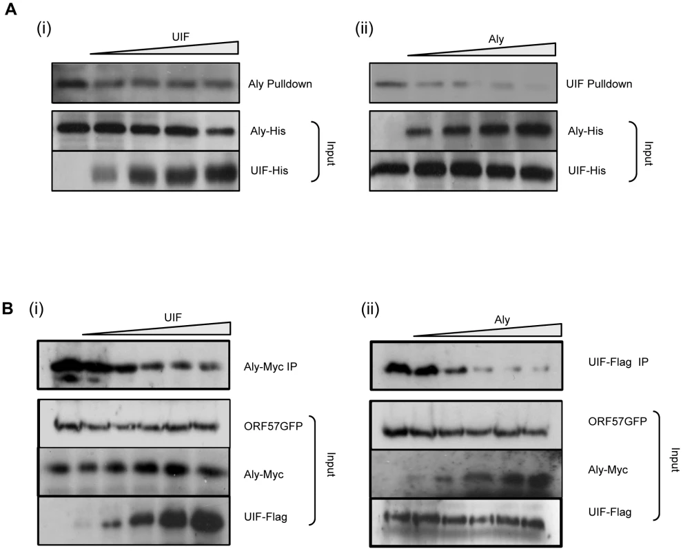KSHV ORF57 may preferentially bind Aly over UIF.
