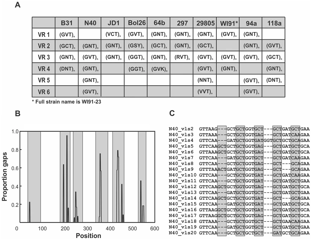 Mutation-prone tandem-repeat motifs are conserved in regions of the unexpressed cassettes that correspond to the antigenic loop domains.