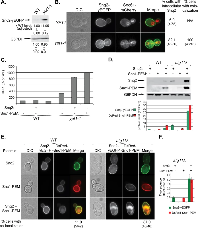 Snq2-yEGFP is another macro-ER-phagy cargo and its co-overexpression with DsRed-Snc1-PEM has a synergistic effect.