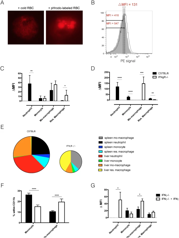 <i>In vivo</i> erythrophagocytosis assay and <i>ex vivo</i> RBC hemolysis experiment.