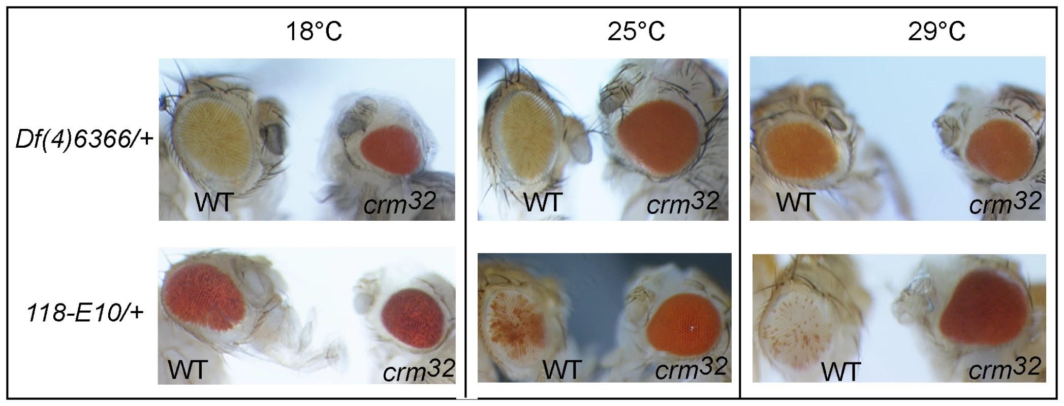 The regulation of the <i>ci-dTcf</i> region is temperature sensitive.