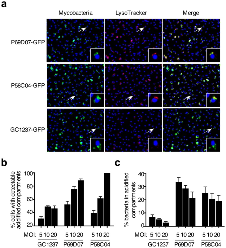 <i>M. tuberculosis</i> mutants #1 and #6 traffic rapidly to acidified vacuoles.