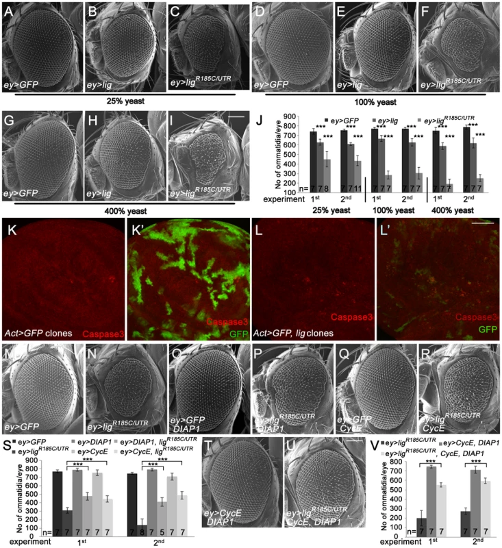 Eyes overexpressing <i>lig</i> are reduced in size and are partially rescued by <i>CycE</i> and <i>DIAP1</i> co-overexpression.