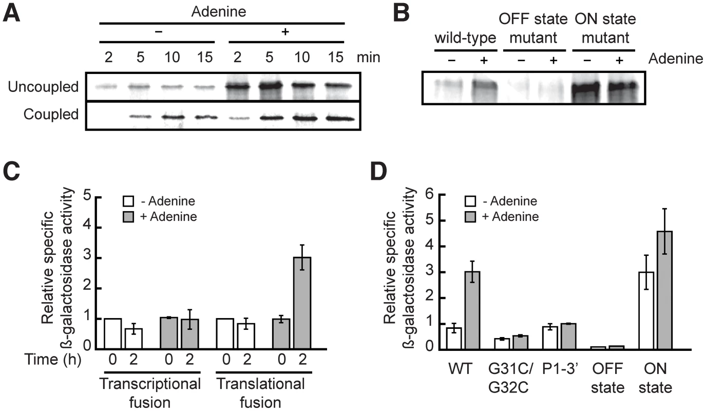 The <i>add</i> riboswitch positively regulates gene expression <i>in vitro</i> and <i>in vivo</i>.
