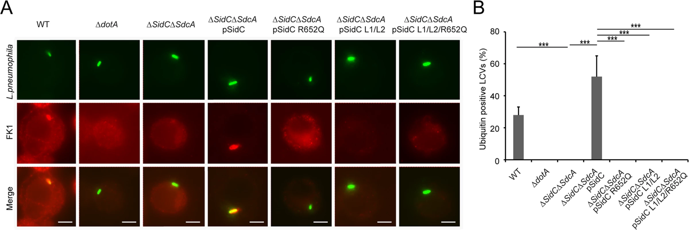 PI(4)P-binding by the P4C domain is essential for the recruitment of ubiquitinated species to the LCV.