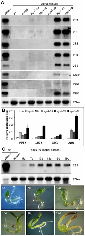 Expression Analysis of Seed Maturation Genes in <i>ago1</i> Mutant Seedlings.