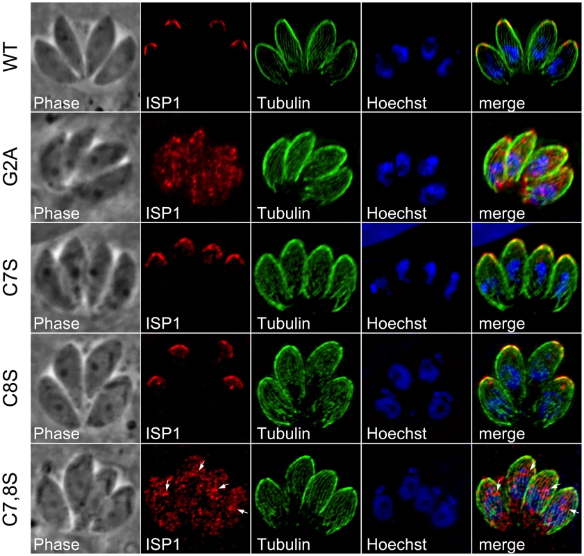 Mutation of ISP1 residues predicted for acylation results in ISP1 mistargeting.