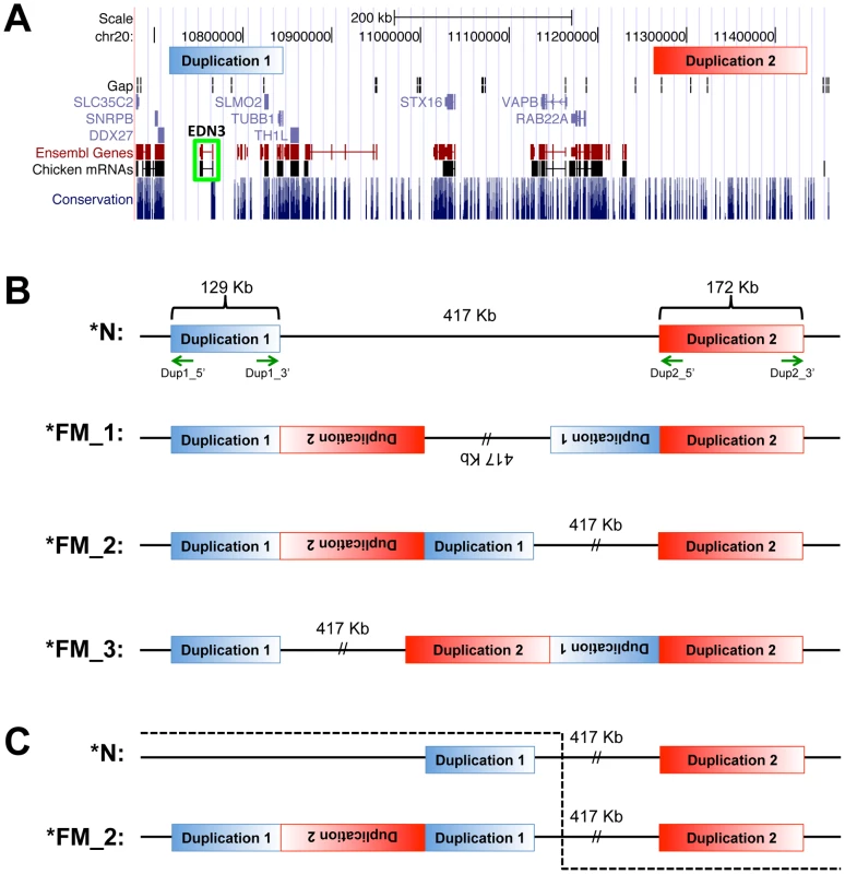 Genome view of duplicated regions and possible rearrangement scenarios.