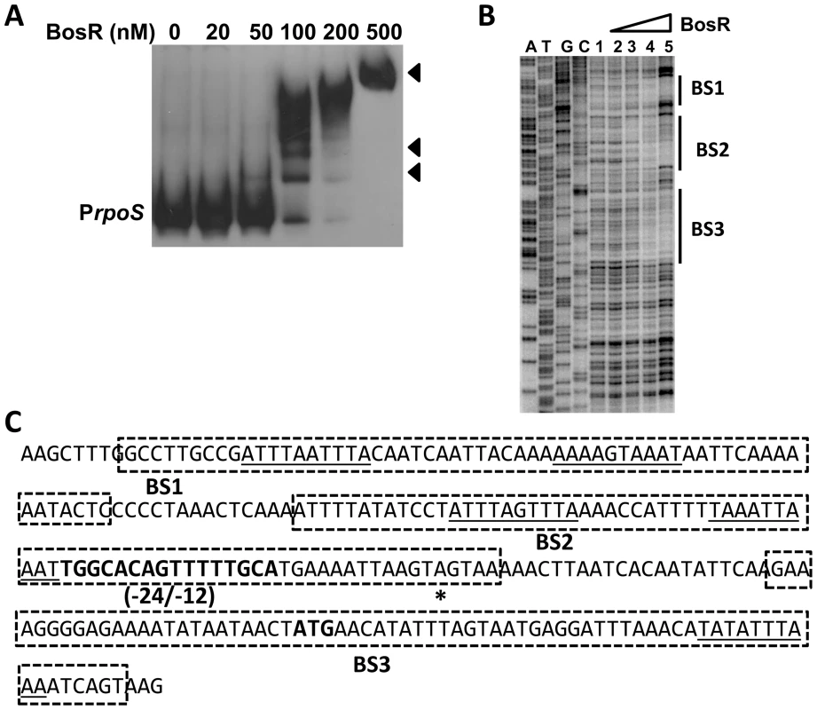 BosR binds to the <i>rpoS</i> promoter.