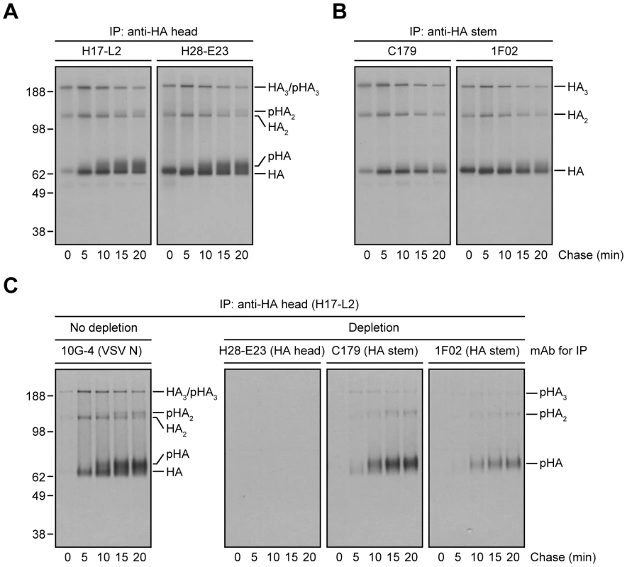 Processing of HA glycans in the distal Golgi complex shields HA from StRAb binding.