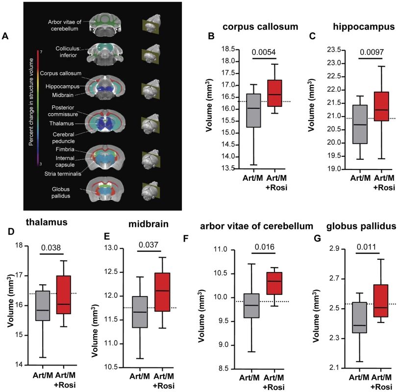 Rosiglitazone adjunctive therapy protects mice from malaria-induced brain atrophy.