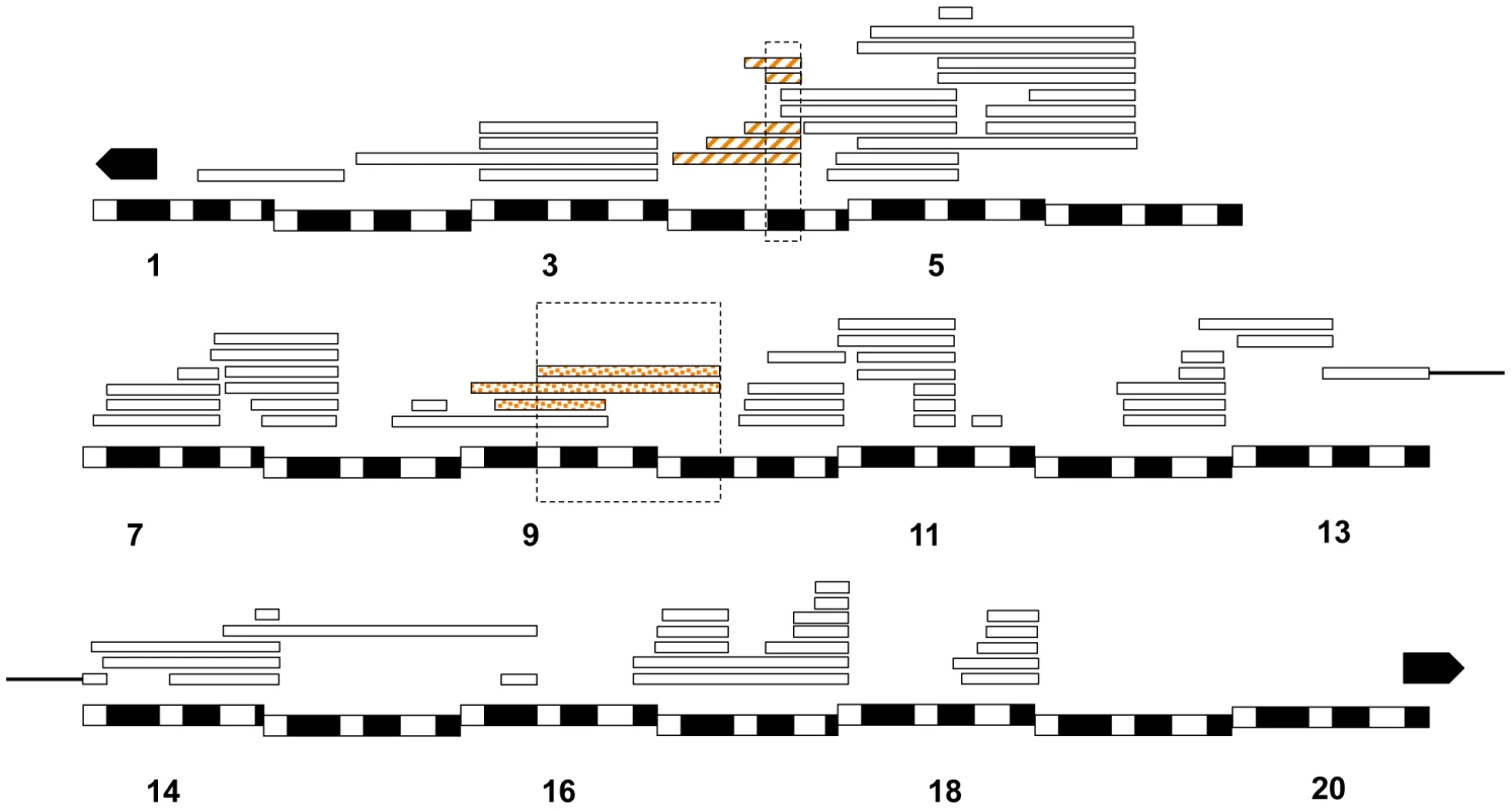 Relative frequency of hybrid lethal alleles in the <i>D. melanogaster X</i>-chromosome in hybrid males with <i>D. mauritiana</i>.