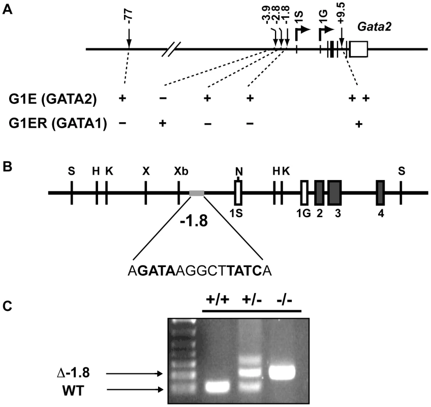 Generation of mice lacking the −1.8 kb site of the <i>Gata2</i> locus.