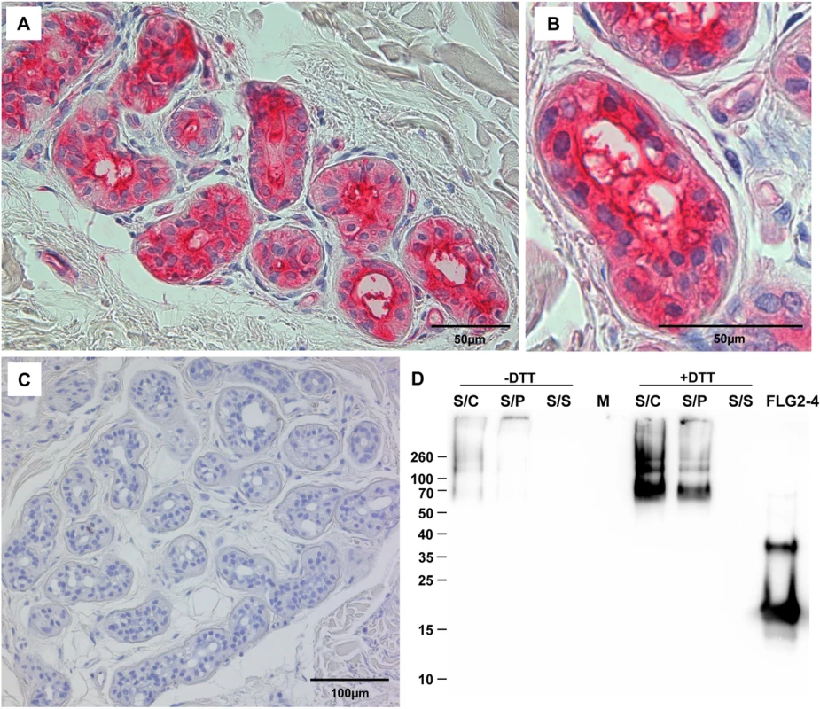 FLG2 is detected in eccrine sweat glands and sweat.
