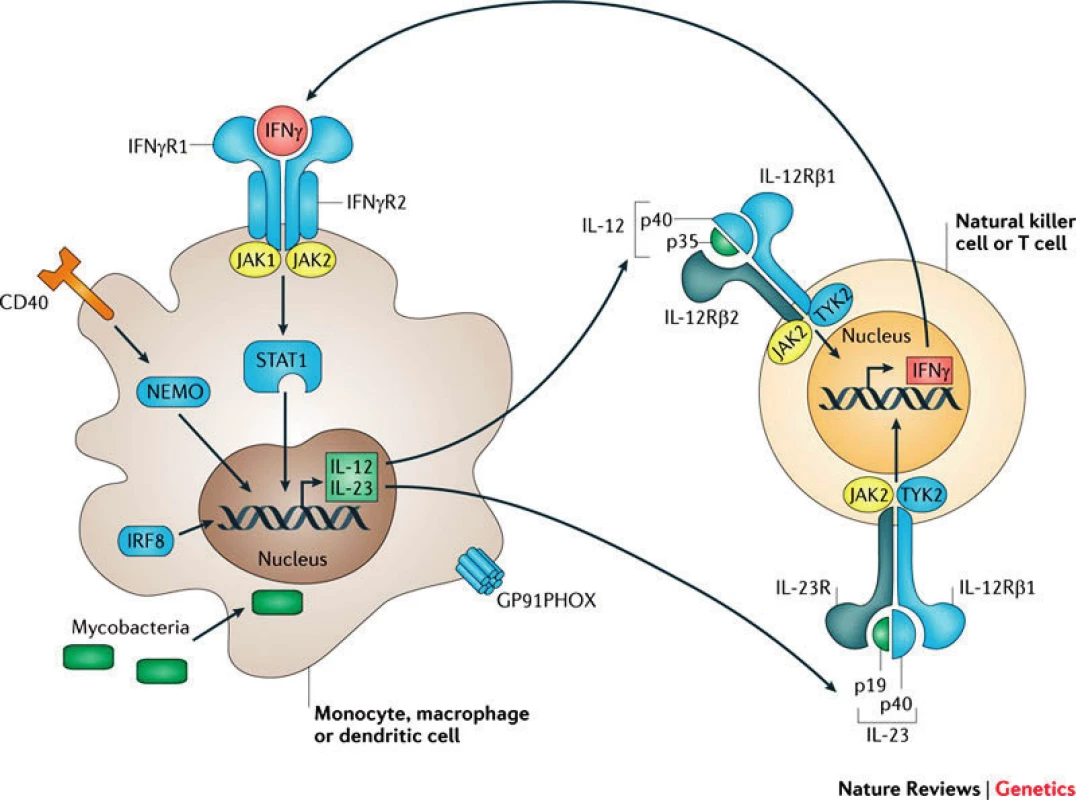 Signalizační osa IL12–IL23/IFNγ, modře jsou zvýrazněny kauzální defekty MSMD (převzato z Human genetic susceptibility to infectious disease, Stephen J. Chapman &amp; Adrian V. S. Hill, Nature Reviews Genetics 2012 March; 13: 175–188).
Fig. 1. IL12–IL23/IFNγ signalling pathways. Causative MSMD defects are shown in blue (Human genetic susceptibility to infectious disease, Stephen J. Chapman &amp; Adrian V. S. Hill, Nature Reviews Genetics 2012 March; 13: 175–188).