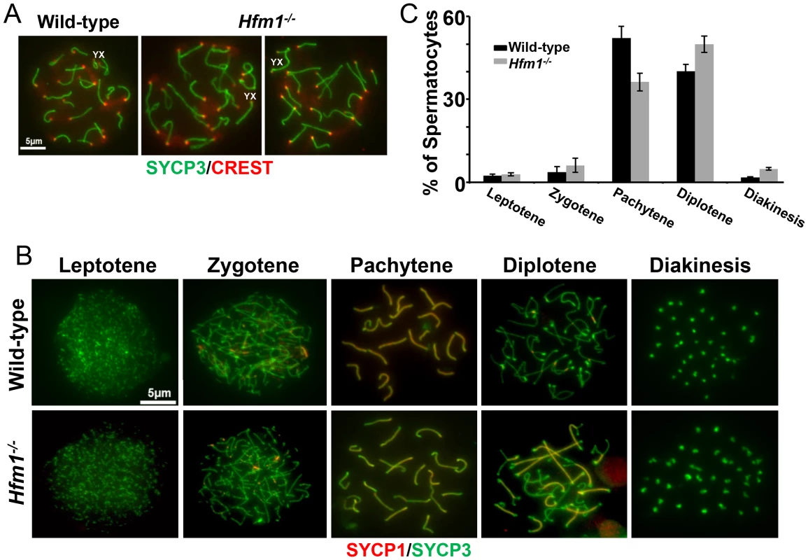 Meiotic prophase I progress in wild-type and <i>Hfm1<sup>−/−</sup></i> mice.