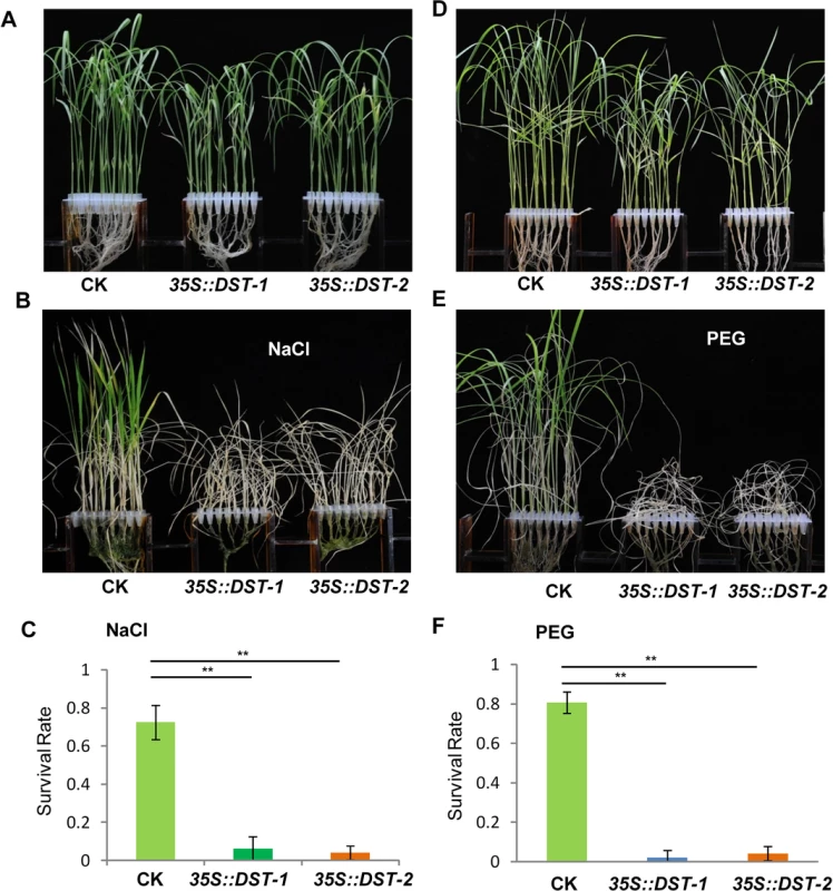 <i>DST</i>-overexpressing like <i>35S</i>::<i>DCA1</i> plants exhibit reduced drought and salt tolerance.