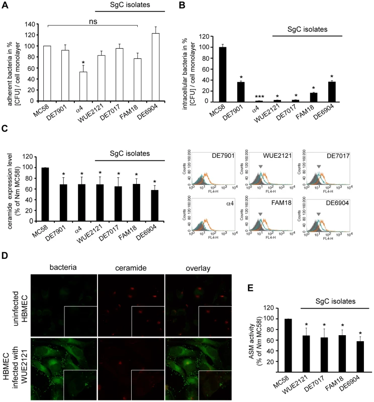 MenC isolates are less efficient at activating ASM and membrane ceramide release on HBMEC.