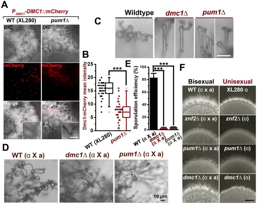 Pum1 coordinates filamentation and sexual reproduction.
