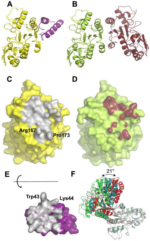Comparison of D4/A20<sub>1–50</sub> and D4/D4 interfaces.