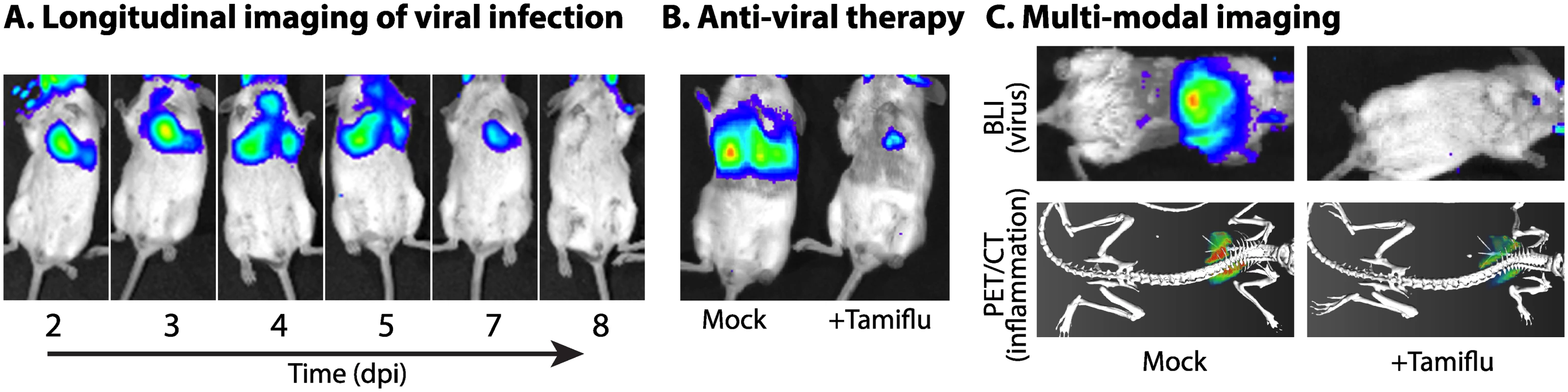 Illuminating viral replication dynamics with bioluminescence imaging.