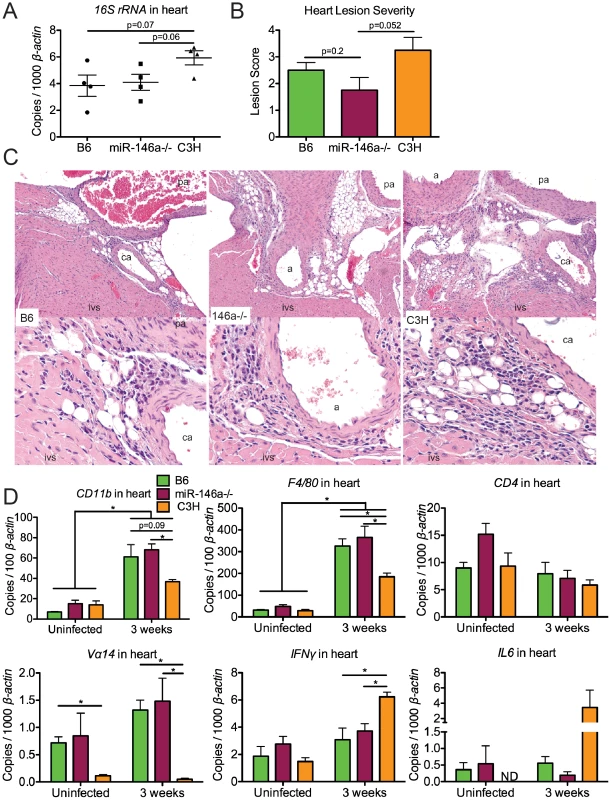 B6 and B6 miR-146a<sup>−/−</sup> mice have similar <i>B. burgdorferi</i> burden and similar levels of inflammation in heart tissue, distinct from C3H mice.