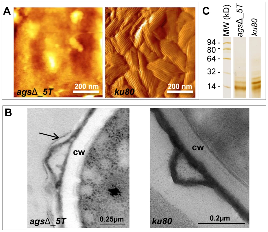 Surface analysis of resting conidia of <i>ags</i>Δ_<i>5T</i> mutant and parental (<i>ku80</i>) strains.