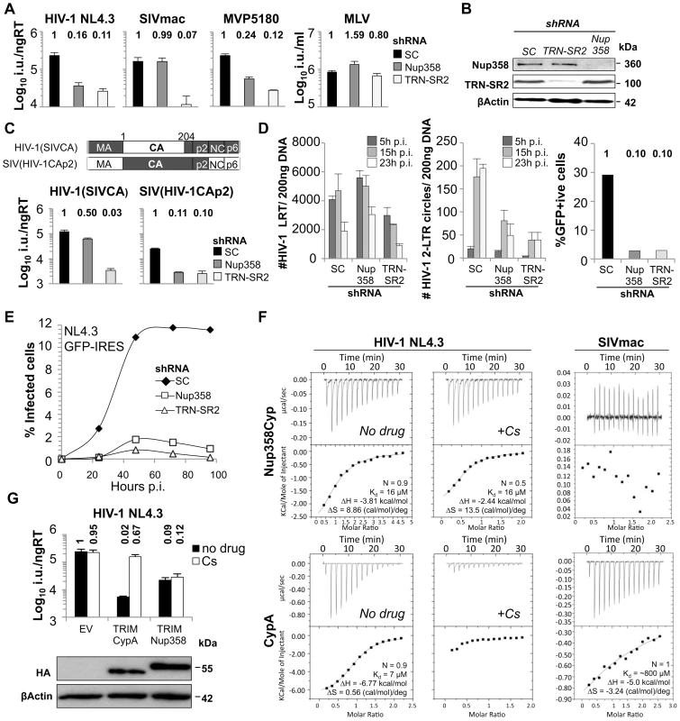 Binding of CA<sup>NTD</sup> to Nup358 and effects on HIV-1 infectivity.