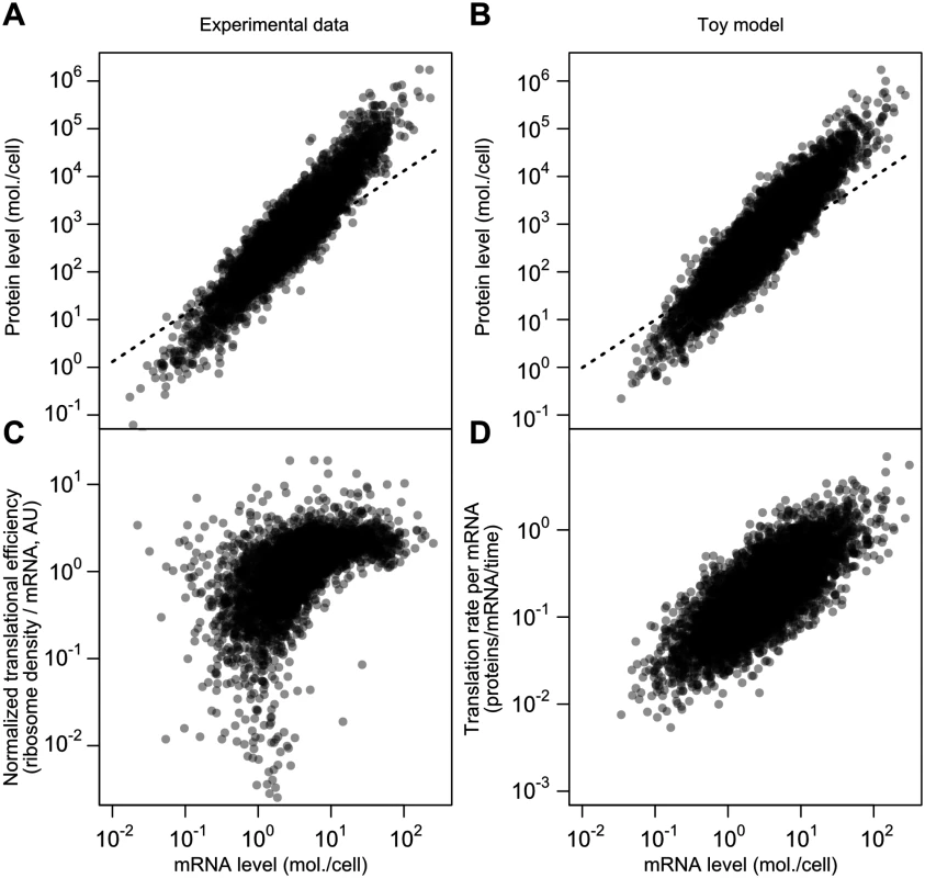 A simplified model captures major features of the steady-state mRNA–protein relationship.