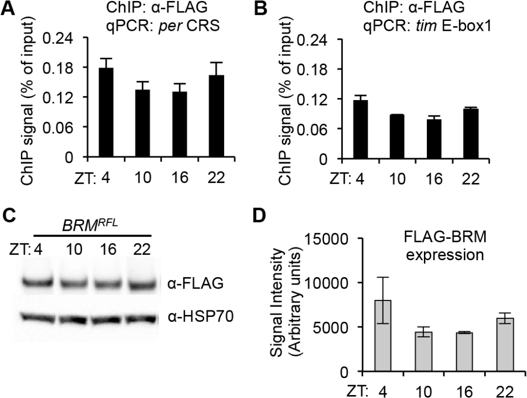 BRM localizes on CLK binding sites at the <i>per</i> and <i>tim</i> genes.