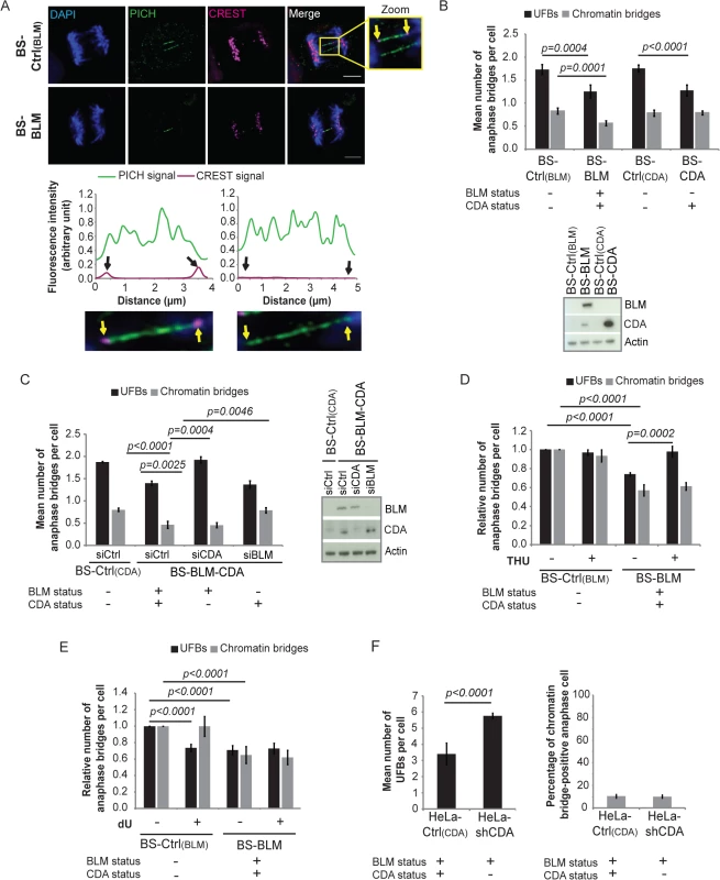 CDA prevents supernumerary UFB formation in BS cells and in cells expressing BLM.