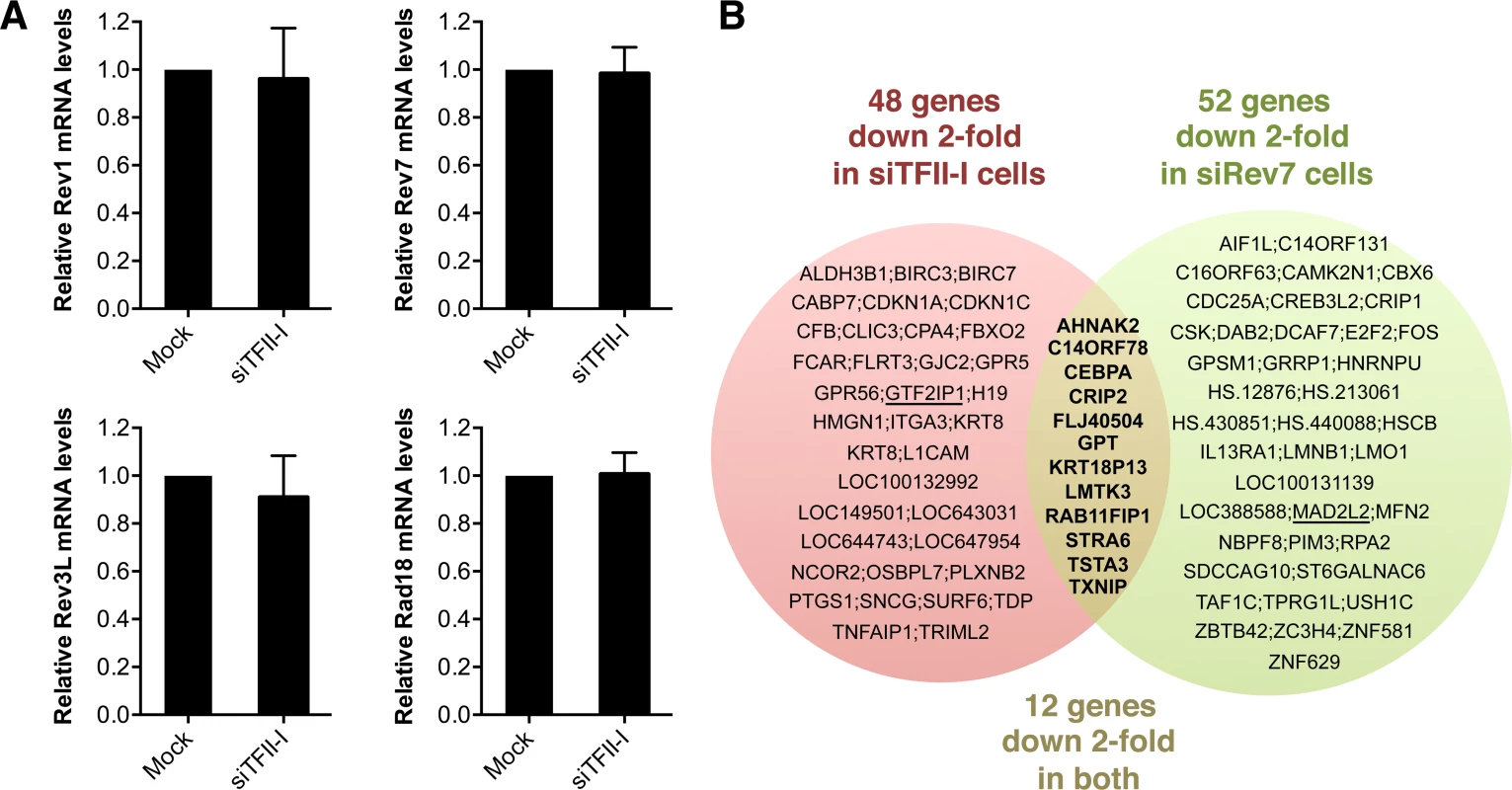 Depletion of TFII-I or Rev7 does not grossly impact transcription.