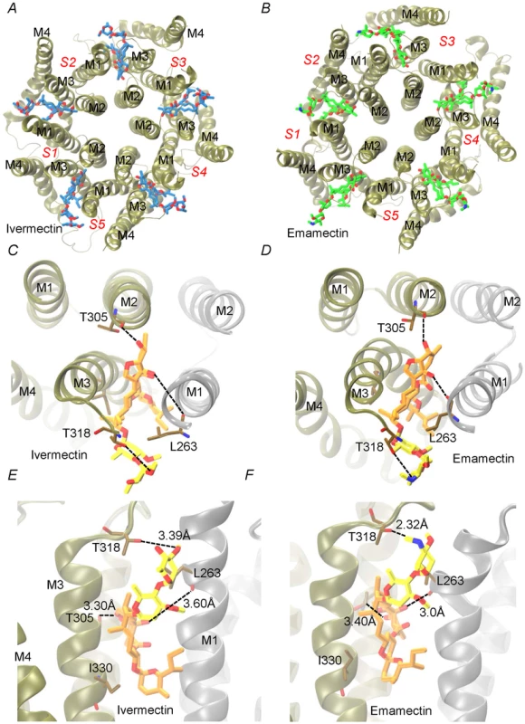 Interaction of emamectin and ivermectin with CrGluClα: results of molecular docking and molecular dynamics experiments.
