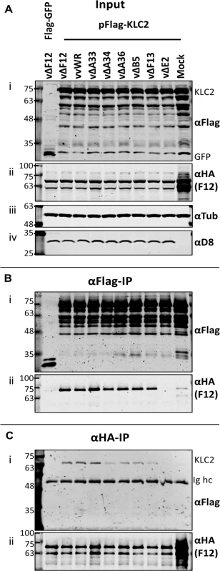 The F12/KLC2 interaction requires expression of E2.