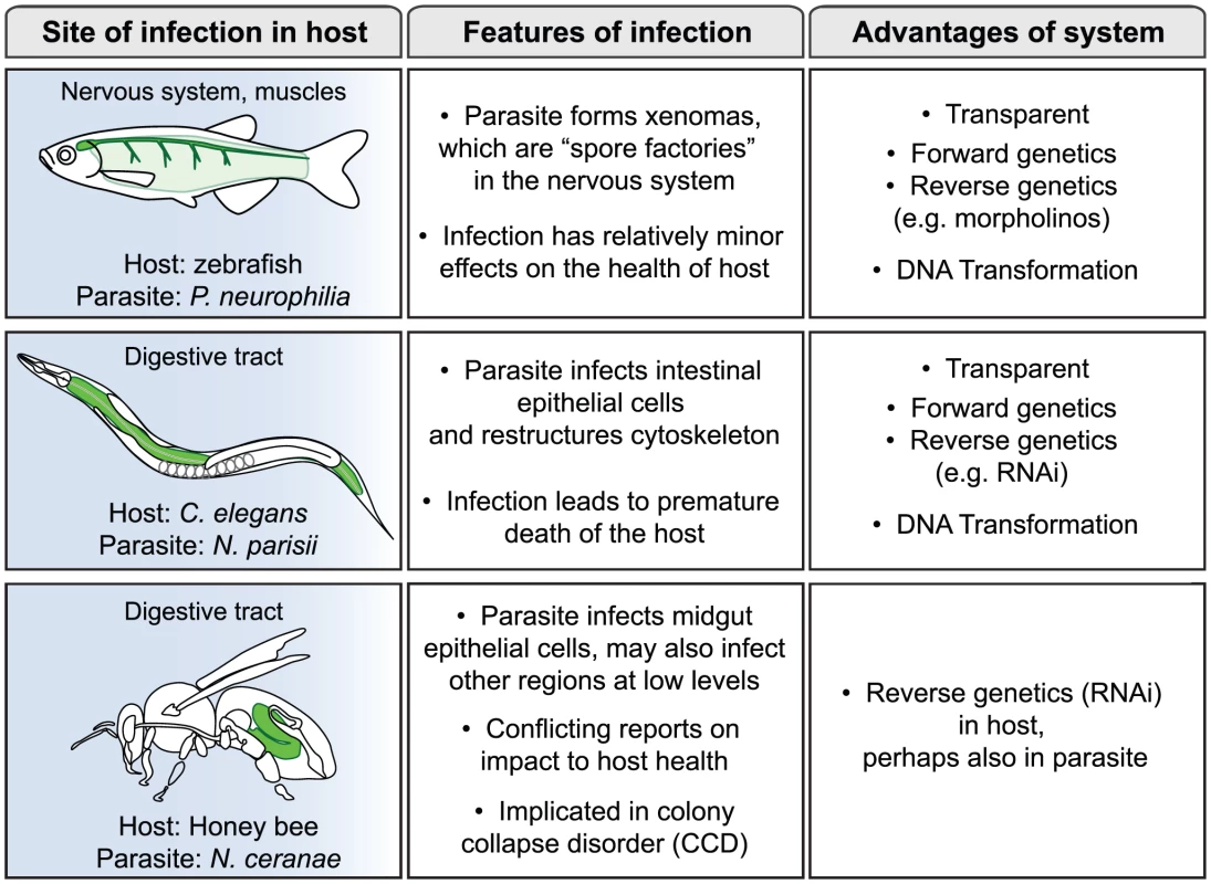 Three new systems for study of infection by microsporidia.