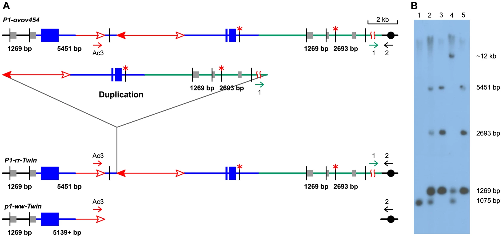 DNA gel blot analysis of the twinned alleles.