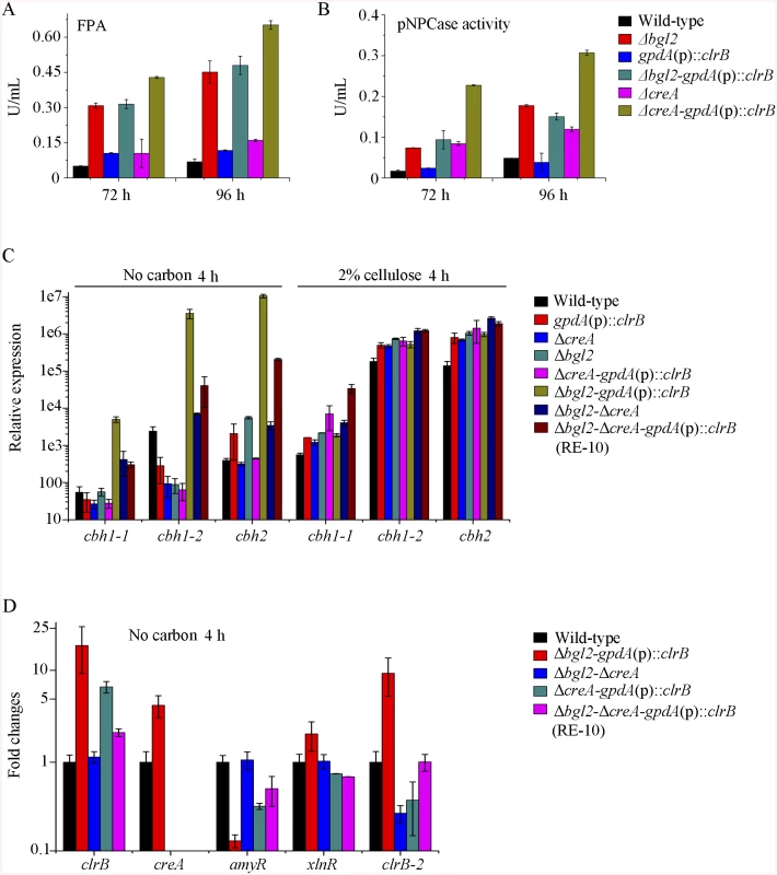 Lack of Bgl2 and overexpression of ClrB or lack of CreA additively induced cellulase expression.