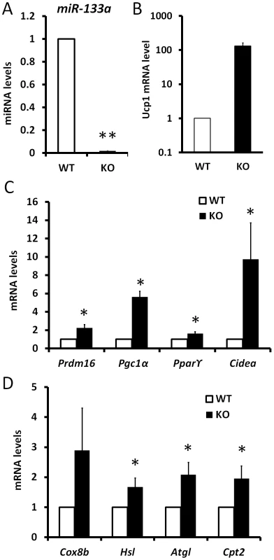 Knockdown of miR-133a promotes the activity of cold-inducible thermogenesis gene program in vivo.