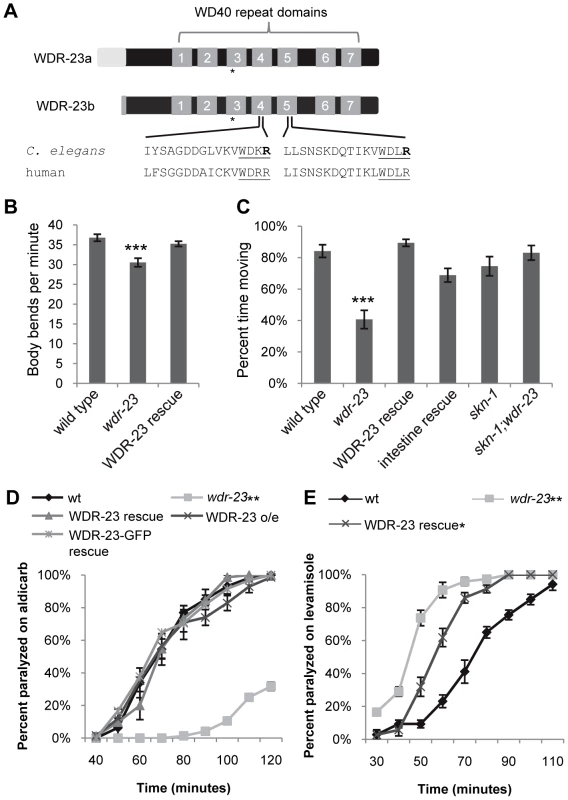 <i>wdr-23</i> mutants display locomotion defects.
