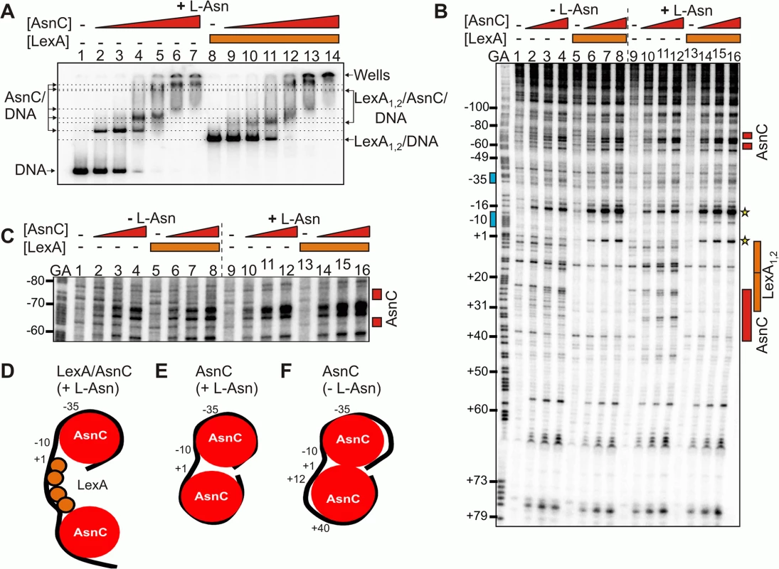 LexA and AsnC can bind to <i>cea8</i> promoter region simultaneously.