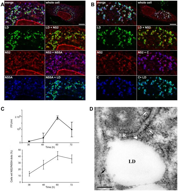 NS2 colocalization with viral proteins in association with LDs.